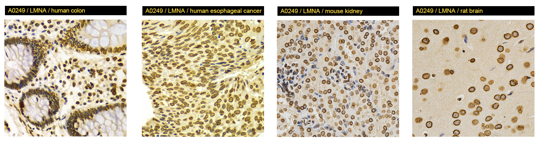 Lamin A Antibody