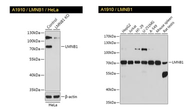 KO-validated LMNB1 antibody