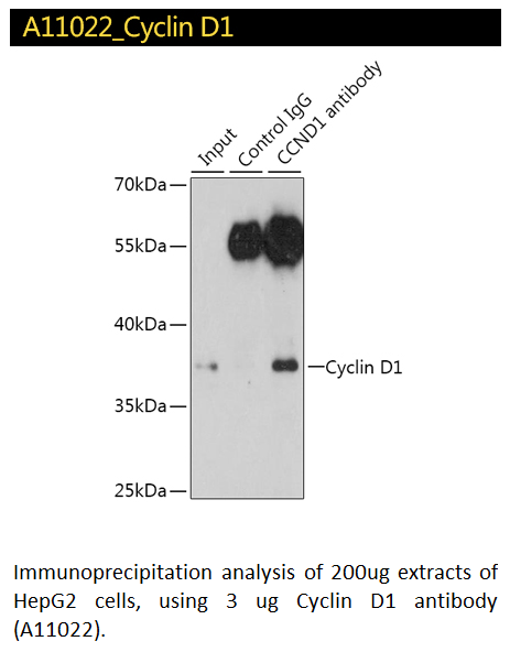 G1/S Cell Cycle Checkpoint Antibody