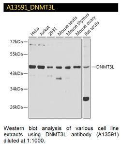 A13591 DNMT3L Antibody