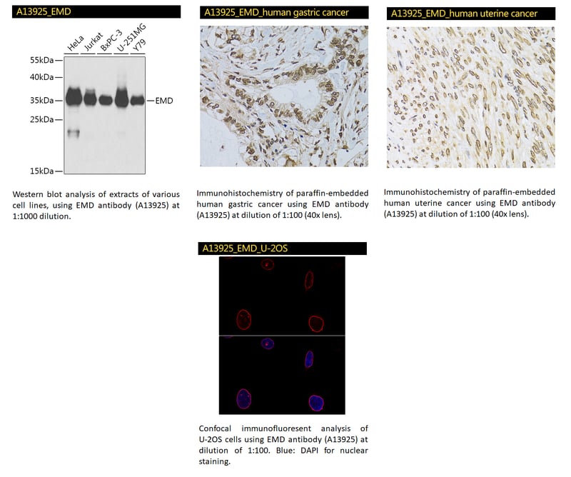 A13925 EMD antibody