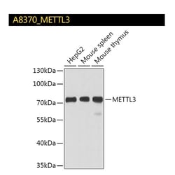 A8370_METTL3