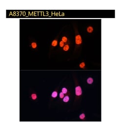 A8370_METTL3_HeLa