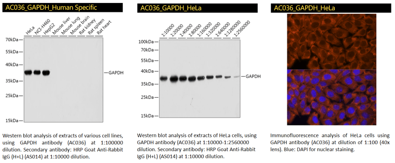 AC036_GAPDH_Human-Specific