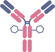 Antibody Schematic 1