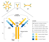 Understanding Antibodies and Their Applications in Research