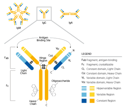 Antibody structural diagram