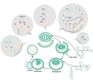 Autophagy Pathway