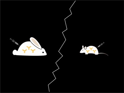 difference between rabbit and mouse antibodies