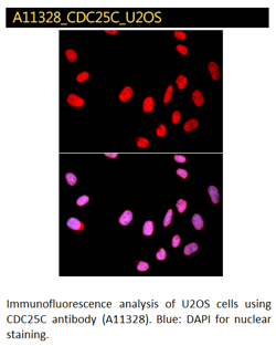 CDC25C immunofluorescence
