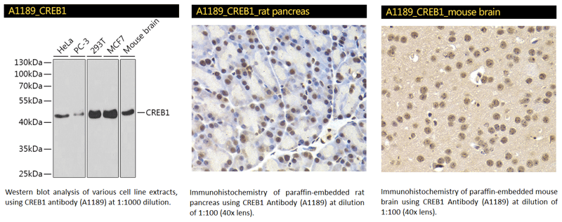 CREB1 Antibody-1