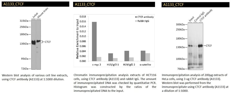 CTCF Polyclonal Antibody