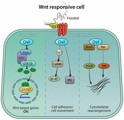 Canonical and non canonical Wnt signaling pathways