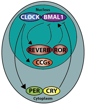 Circadian feedback loop