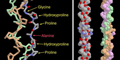 Collagen Structure