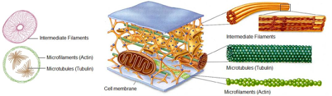 Cytoskeleton components