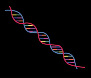 DNA Synthesis, Cell Proliferation