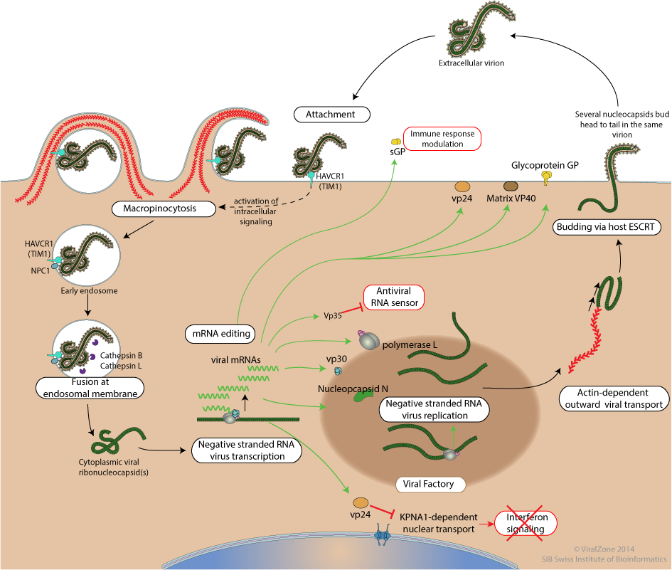 7 Minute Bio-Update: How Ebola Works