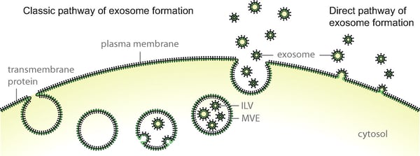Exosome formation through intraluminal vesicles