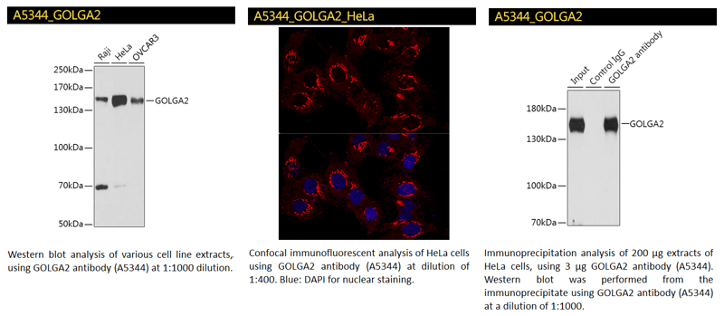 GOLGA2-1