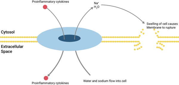 Gasdermin Pore in Membrane