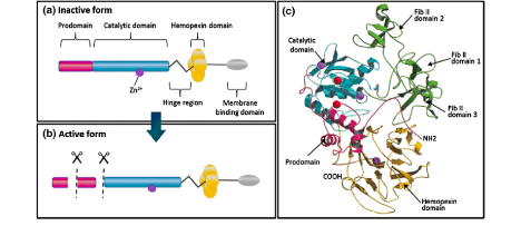 MMP structure