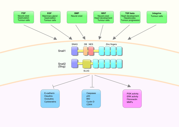 Metastasis Risk Index SNAI1 Protein