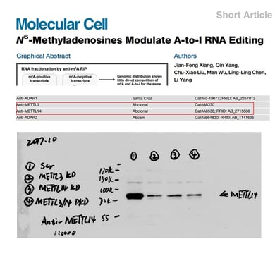 Molecular Cell