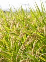 Oryza