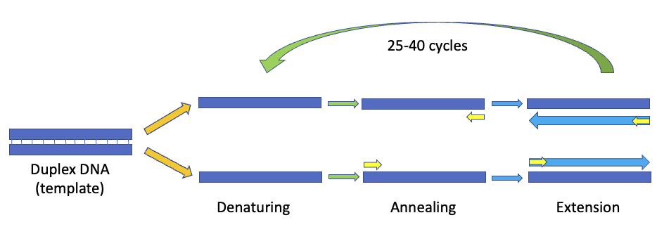 PCR process