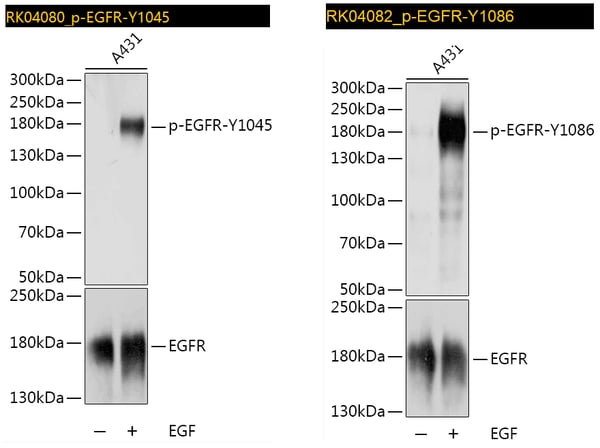 Phosphorylated EGFR