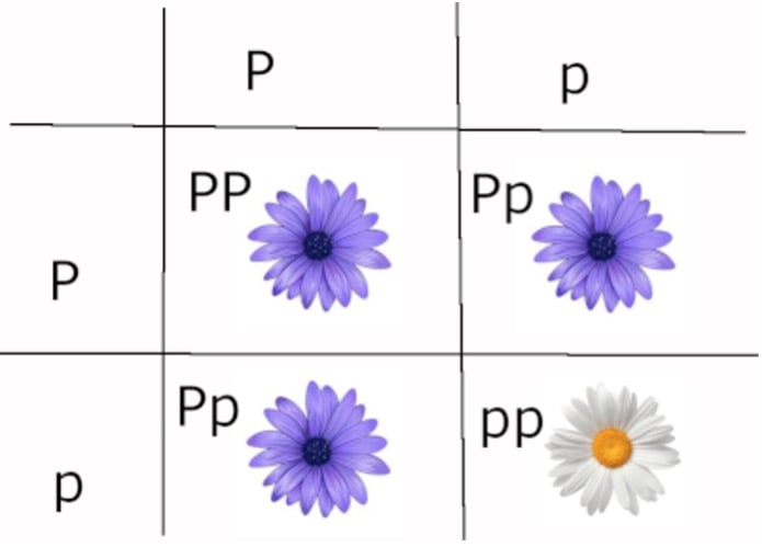 The Myriad Patterns of Inheritance