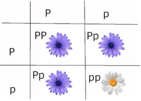 Punnett Square