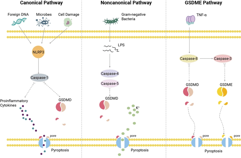 Pyroptosis Pathways