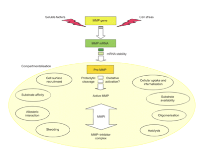 Regulating MMPs