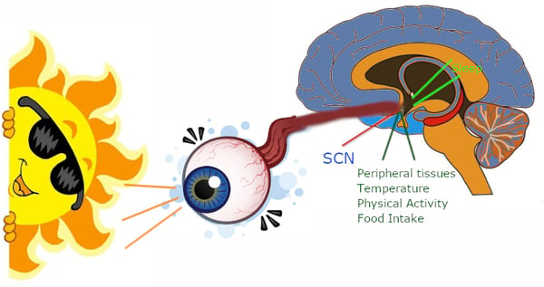 suprachiasmatic nucleus and its role in circadian rhythm
