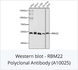 RBMM22 Polyclonal Antibody