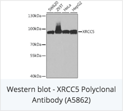 XRCC5 Polyclonal Antibody