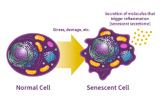 Senescent Cell