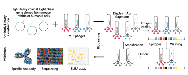 Phage Display Library Workflow