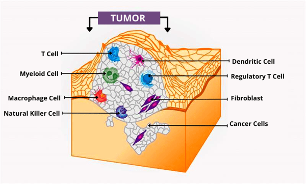 The Role of Tumor Microenvironments in Cancer Development & Treatment