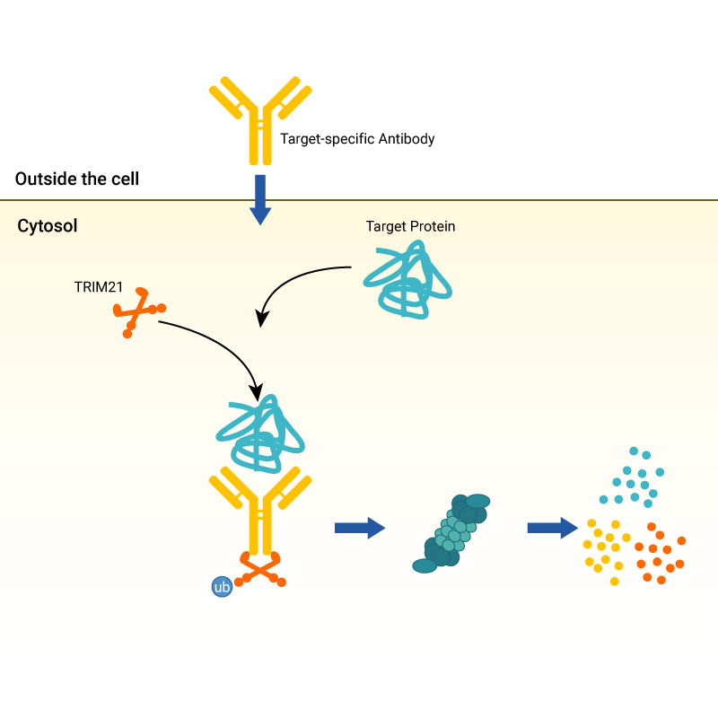 trim-and-proper-a-nifty-method-for-targeted-protein-degradation