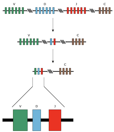  VDJ Recombination