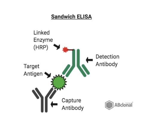 Watermarked Sandwich ELISA Graphic