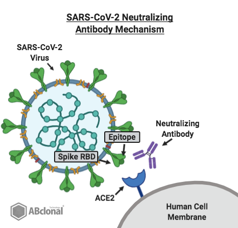 SARS-CoV-2 Neutralizing Antibody Mechanism