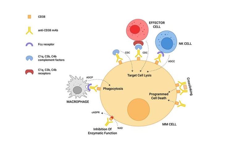 The Importance of CD Antigens in Drug Discovery