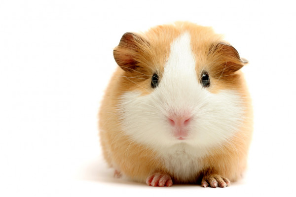 guinea pig