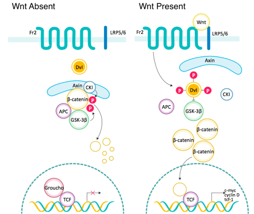 Wnt signaling