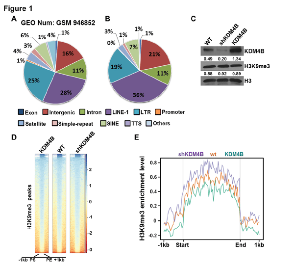 H3K9me3 distribution in cancer cells