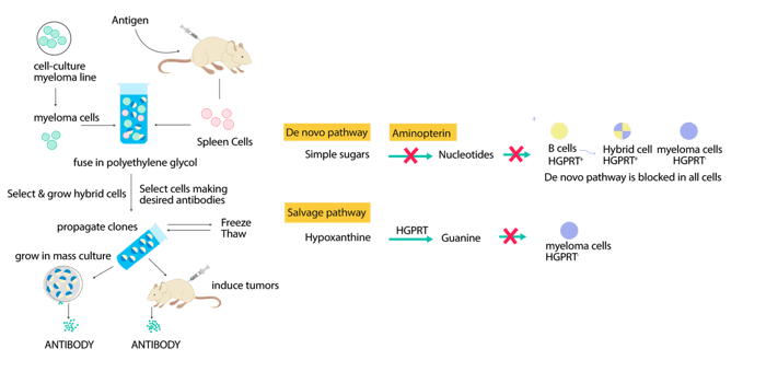 Mouse Hybridoma mAb Production